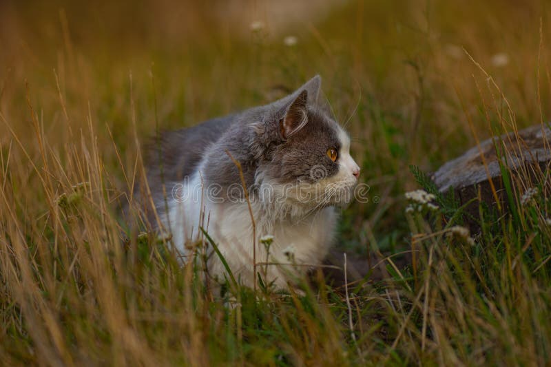 Chat assis dans le jardin d'automne. chat en automne couleur prairie sèche extérieur photographie stock Chat assis dans le jardin d'automne. chat en automne couleur prairie sèche extérieur photographie stock