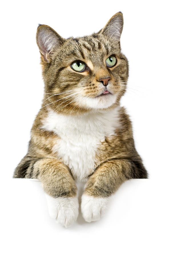 Chat au-dessus du drapeau blanc photo stock Chat au-dessus du drapeau blanc photo stock