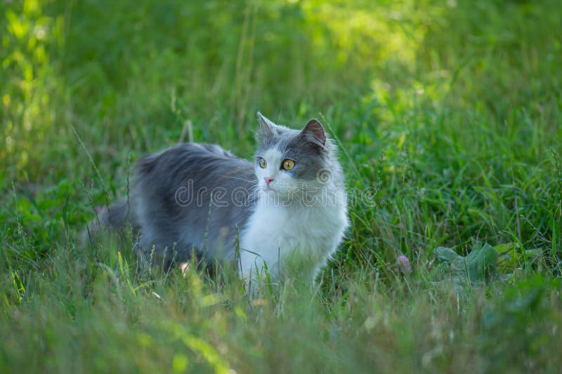 Chat autorisé à l'extérieur dans le jardin. conséquences positives et négatives pour les animaux qui marchent librement photographie stock libre de droits Chat autorisé à l'extérieur dans le jardin. conséquences positives et négatives pour les animaux qui marchent librement photographie stock libre de droits