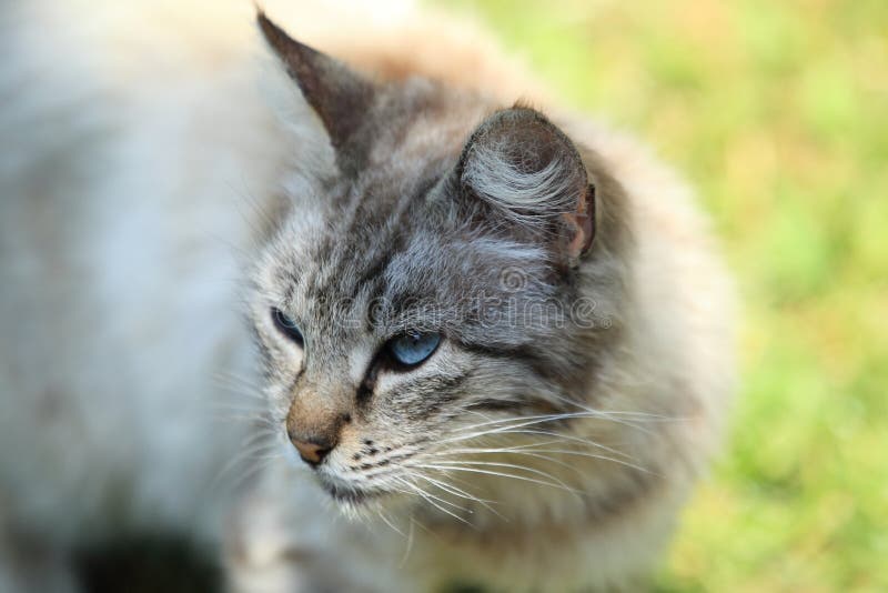 Chat aux yeux bleus photos stock Chat aux yeux bleus photos stock