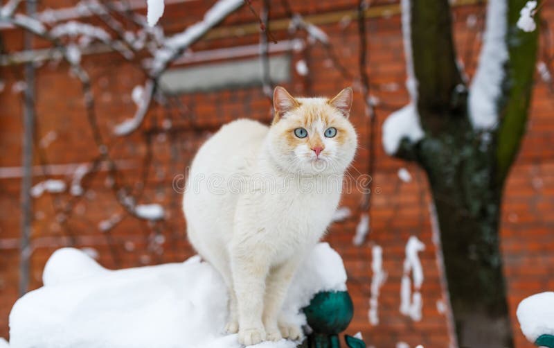 Chat aux yeux bleus pelucheux se reposant sur la barrière de la maison de brique le jour d'hiver photo libre de droits Chat aux yeux bleus pelucheux se reposant sur la barrière de la maison de brique le jour d'hiver photo libre de droits