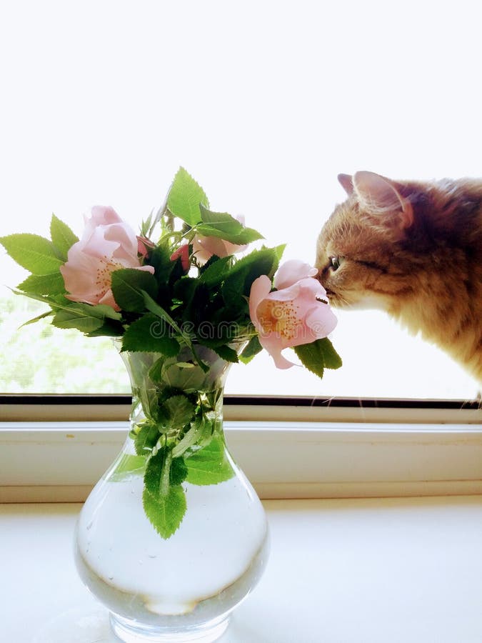 Chat avec des fleurs image libre de droits Chat avec des fleurs image libre de droits