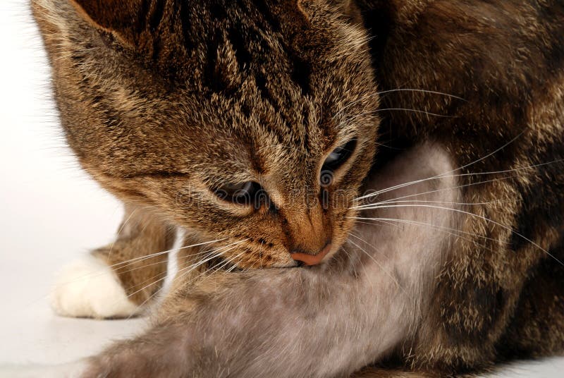 Chat avec la dermatite image stock. Image du éruption 3893141