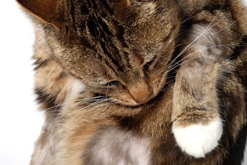 Chat avec la dermatite photo stock. Image du eczéma, peau 3893144