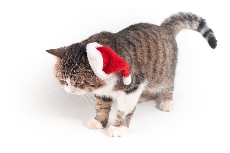 Chat Avec Le Chapeau De Santa Image Stock Image Du Chat Chapeau Chat Avec Le Chapeau De Santa Image Stock Image Du Chat Chapeau