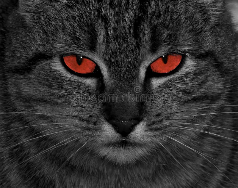 Chat yeux rouge
