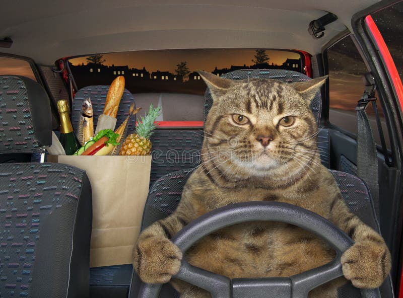 Chat Cool Dans Des Lunettes De Soleil Assis Derrière Le Volant D'une Voiture  Lumière Solaire Positive Voyage Permis De Voiture Généré Par Ai Banque  D'Images et Photos Libres De Droits. Image 205972956