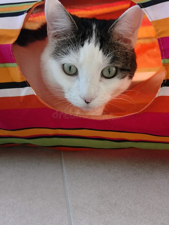 Chat blanc avec des coups d'oeil de yeux verts hors de sa maison colorée images libres de droits Chat blanc avec des coups d'oeil de yeux verts hors de sa maison colorée images libres de droits