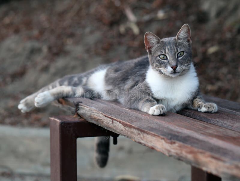 Chat Blanc Et Gris Sauvage Pose Sur Un Banc A Chypre Image Stock Image Du Banc Blanc Chat Blanc Et Gris Sauvage Pose Sur Un Banc A Chypre Image Stock Image Du Banc Blanc