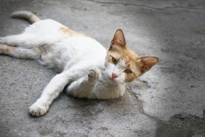 Chat Blanc Mignon Avec Une Pose Interessante Et Une Expression Curieuse Photo Stock Image Du Moyen Chat Chat Blanc Mignon Avec Une Pose Interessante Et Une Expression Curieuse Photo Stock Image Du Moyen Chat