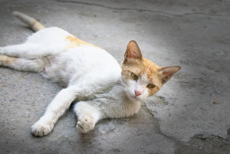 Chat blanc mignon avec une pose intéressante et une expression curieuse photographie stock Chat blanc mignon avec une pose intéressante et une expression curieuse photographie stock