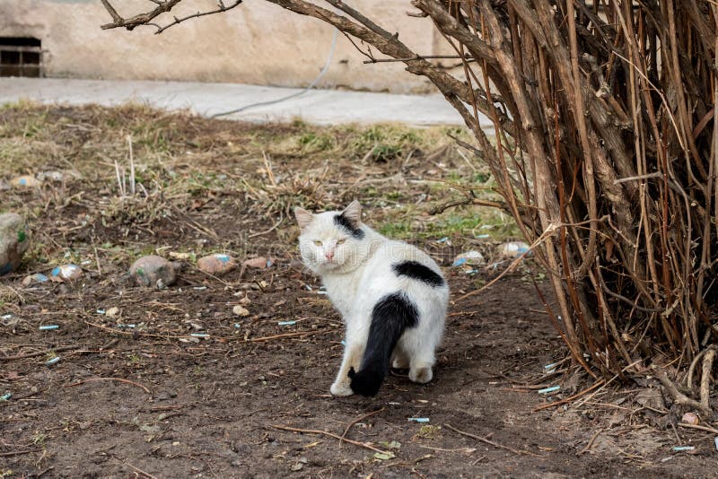 Chat blanc noir sans abri près du buisson images stock Chat blanc noir sans abri près du buisson images stock