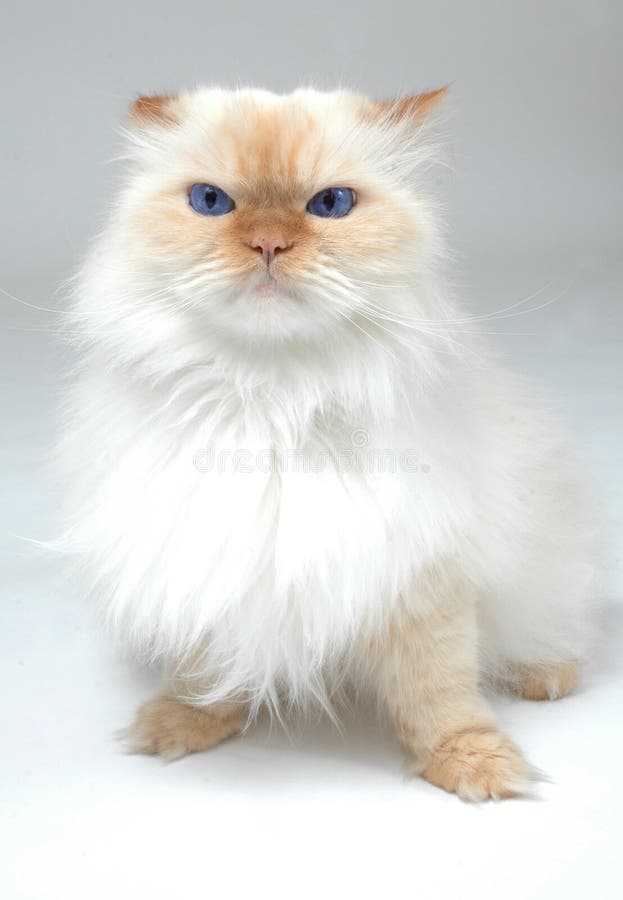 Petit Chat Curieux Photo Stock Image Du Isolement Chaton Petit Chat Curieux Photo Stock Image Du Isolement Chaton