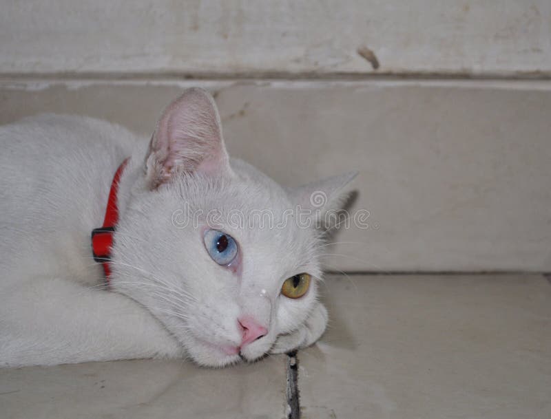 Chat blanc observé bleu et jaune se trouvant sur le plancher image stock Chat blanc observé bleu et jaune se trouvant sur le plancher image stock