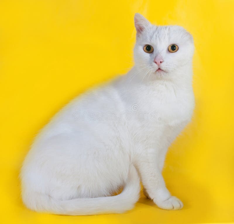Chat Blanc Sans Une Oreille Sur Le Jaune Image Stock Image Du Cancer Blanc