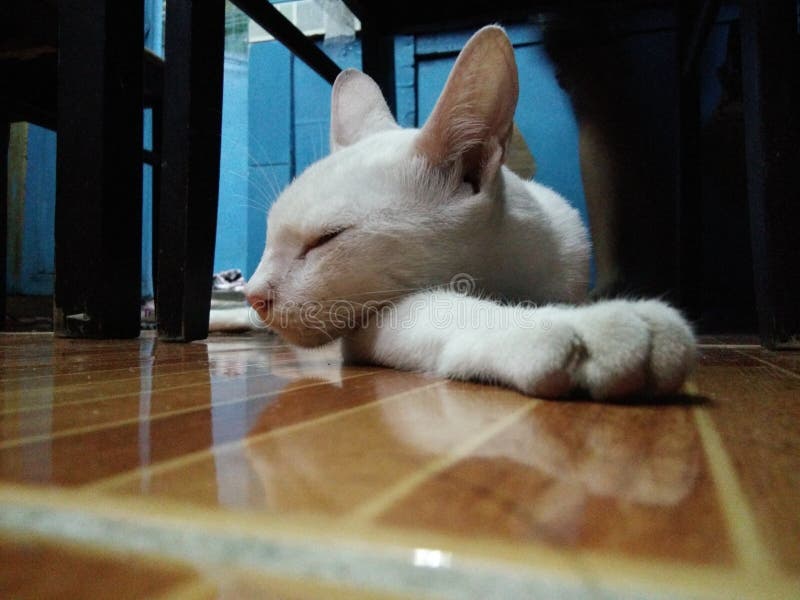 Chat blanc photographie stock libre de droits Chat blanc photographie stock libre de droits