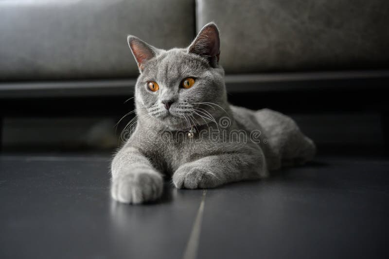 150 Chat Avec Les Yeux Bleu Fonce Photos Libres De Droits Et Gratuites De Dreamstime 150 Chat Avec Les Yeux Bleu Fonce Photos Libres De Droits Et Gratuites De Dreamstime