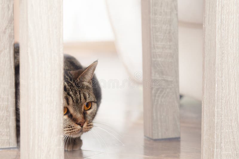 Chat britannique de race de cheveux courts avec des coups d'oeil jaunes lumineux de yeux par derrière la chaise, chassant pour qu image libre de droits Chat britannique de race de cheveux courts avec des coups d'oeil jaunes lumineux de yeux par derrière la chaise, chassant pour qu image libre de droits