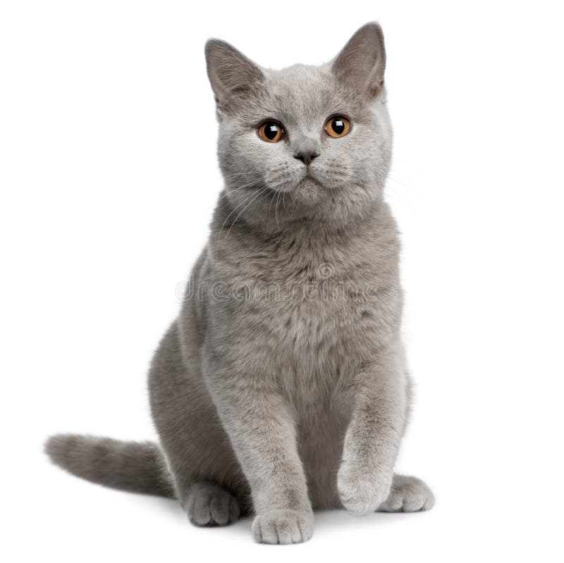 Chat britannique de shorthair, 7 mois photo libre de droits