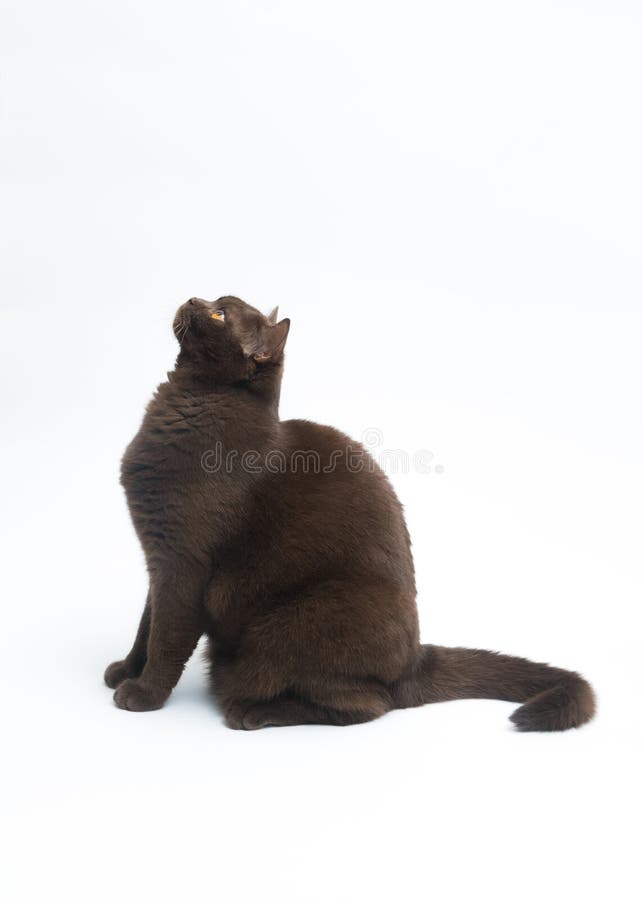 Chat britannique de shorthair d'isolement sur le fond blanc Chemin de coupure, l'espace de copie pour le texte images libres de droits Chat britannique de shorthair d'isolement sur le fond blanc Chemin de coupure, l'espace de copie pour le texte images libres de droits