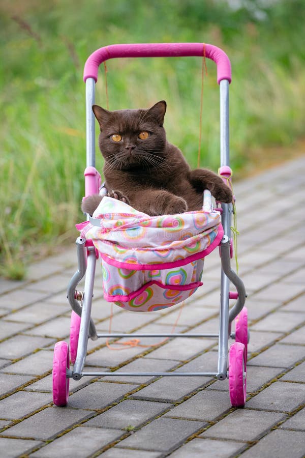Chat Britannique De Shorthair S Etendant Dans La Poussette De Bebe Coloree A L Interieur Chat Domestique Espiegle Se Reposant Dan Photo Stock Image Du Indoors Felin Chat Britannique De Shorthair S Etendant Dans La Poussette De Bebe Coloree A L Interieur Chat Domestique Espiegle Se Reposant Dan Photo Stock Image Du Indoors Felin