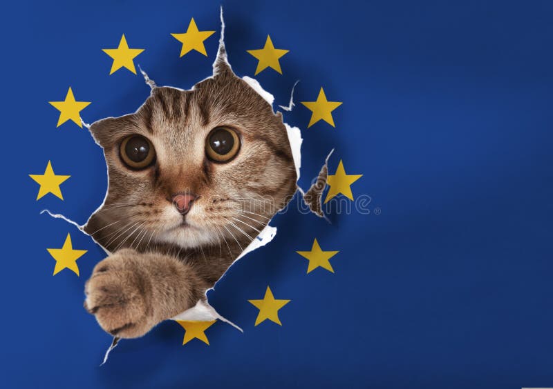 Chat britannique regardant par le trou dans le drapeau de papier d'UE images libres de droits Chat britannique regardant par le trou dans le drapeau de papier d'UE images libres de droits