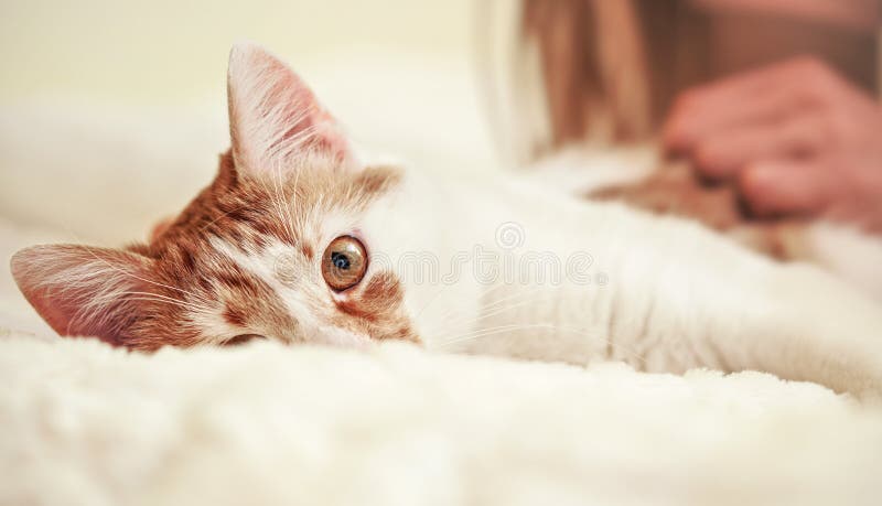 Chat Beige Ou Marron Clair Avec Les Yeux Verts Assis Sur Le Sol Photo Stock Image Du Visage Animal