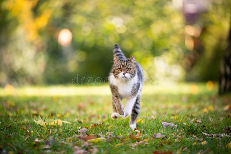 536 Chat Courant Photos Libres De Droits Et Gratuites De Dreamstime 536 Chat Courant Photos Libres De Droits Et Gratuites De Dreamstime