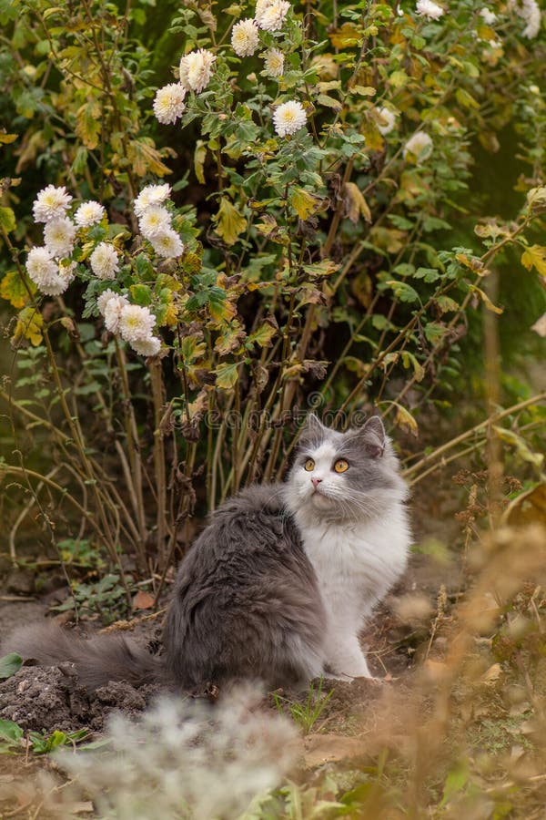 Chat curieux assis dans un tas de feuilles en automne. félin sur les feuilles en automne image stock Chat curieux assis dans un tas de feuilles en automne. félin sur les feuilles en automne image stock