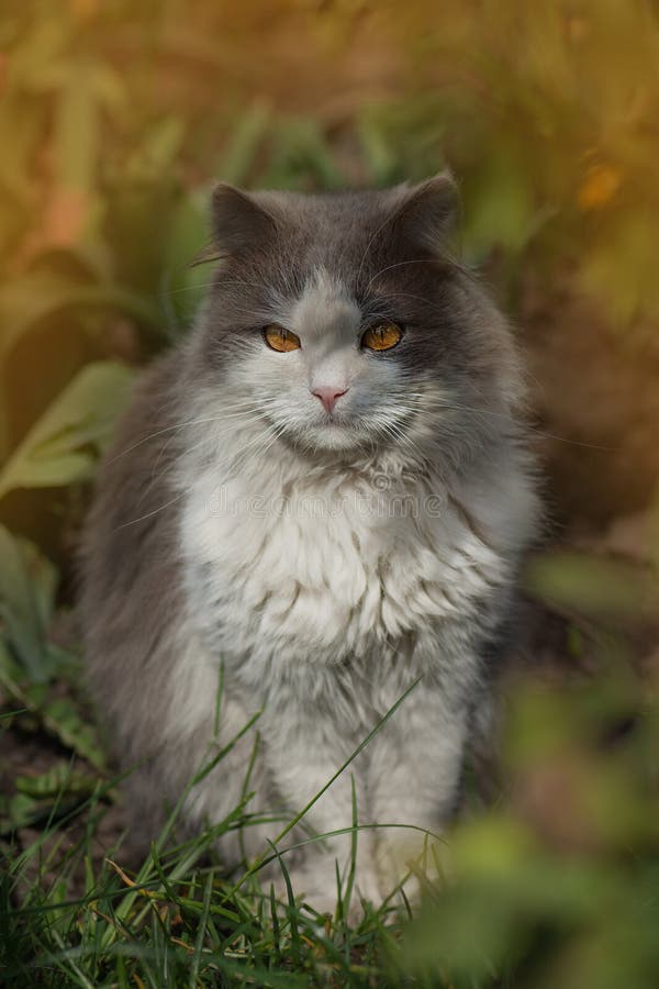 Chat curieux assis dans un tas de feuilles en automne. félin sur les feuilles en automne photographie stock libre de droits Chat curieux assis dans un tas de feuilles en automne. félin sur les feuilles en automne photographie stock libre de droits