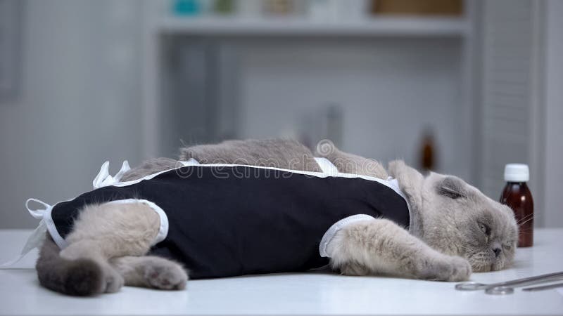 1 023 Castration Photos Libres De Droits Et Gratuites De Dreamstime