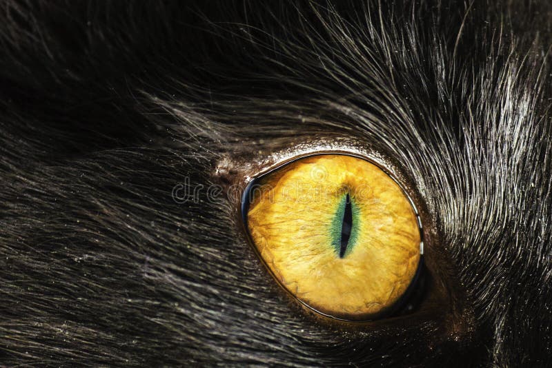 Chat d'oeil image stock. Image du rampant, minou, chasseur 33801377