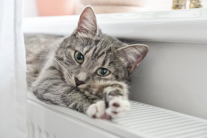 Chat d?tendant sur le radiateur chaud image stock Chat d?tendant sur le radiateur chaud image stock