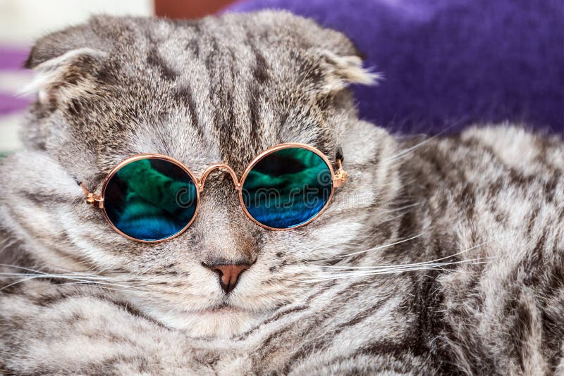 212 Chat Domestique Avec Des Lunettes Photos Libres De Droits Et Gratuites De Dreamstime