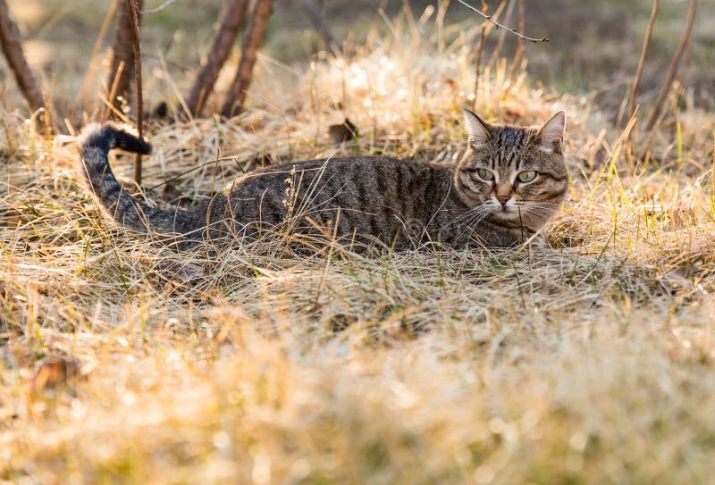 Chat dans l'herbe image libre de droits Chat dans l'herbe image libre de droits