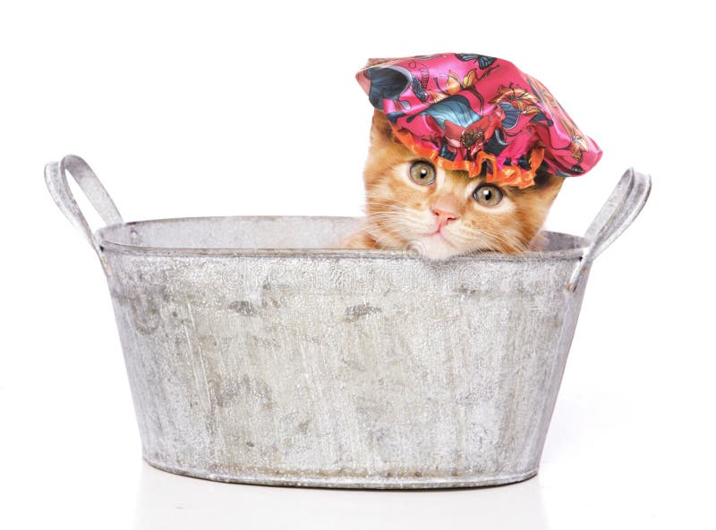 Chat Dans Un Bain Avec Le Chapeau De Douche Image Stock Image Du Chats Propre