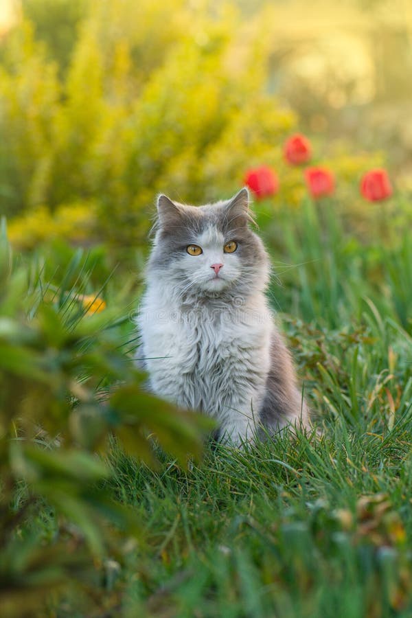 Chat dans un champ de fleurs. belle chatte dans le jardin. chat dans le jardin à côté de fleurs en fleurs images stock Chat dans un champ de fleurs. belle chatte dans le jardin. chat dans le jardin à côté de fleurs en fleurs images stock