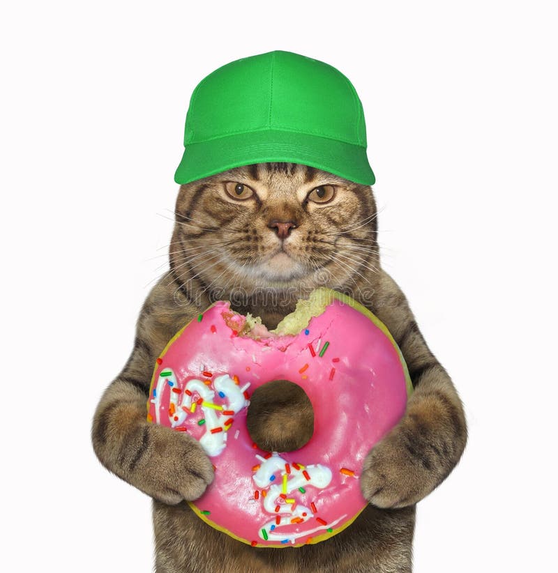 Chat dans un chapeau vert avec un beignet mordu photo stock Chat dans un chapeau vert avec un beignet mordu photo stock
