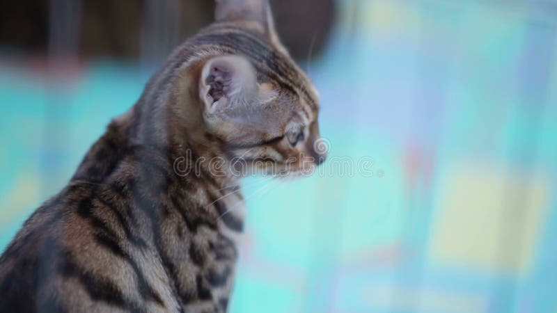 Chat dans une cage