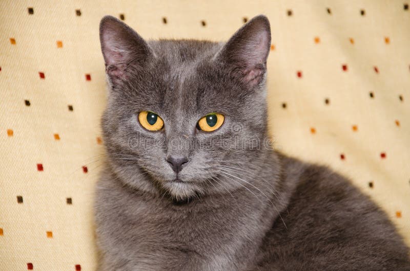 Chat De Chartreux 6 Mois Photo Stock Image Du Projectile