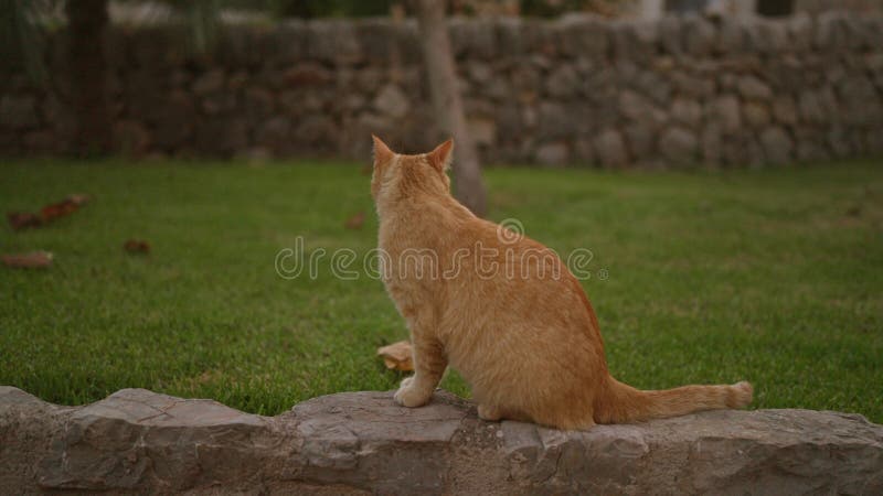 Chat de gingembre assis sur une corniche de pierre dans un paisible jardin vert avec un mur de pierre rustique en arrière-plan reg banque de vidéos