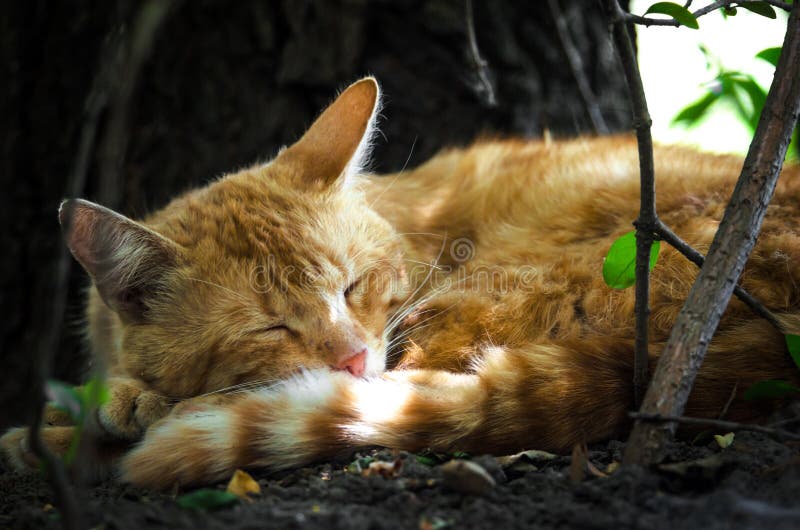 Chat de gingembre dormant sous un arbre au soleil photos stock Chat de gingembre dormant sous un arbre au soleil photos stock