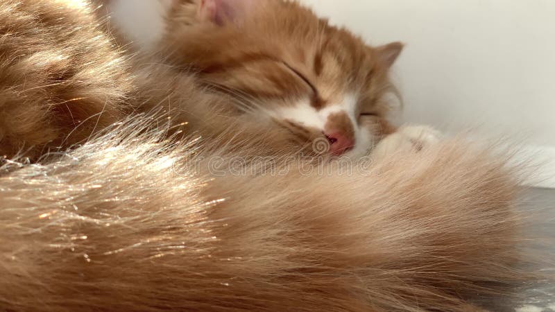 Chat de gingembre mignon banque de vidéos