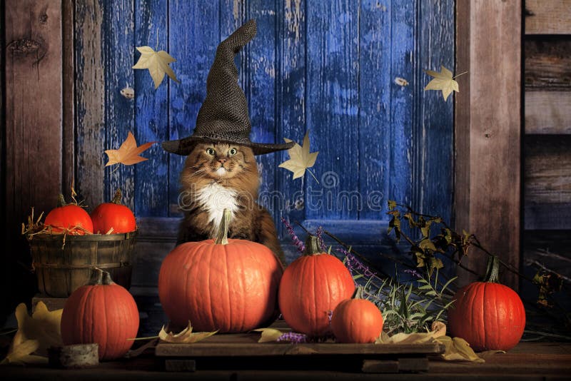 Chat de Halloween photo stock Chat de Halloween photo stock