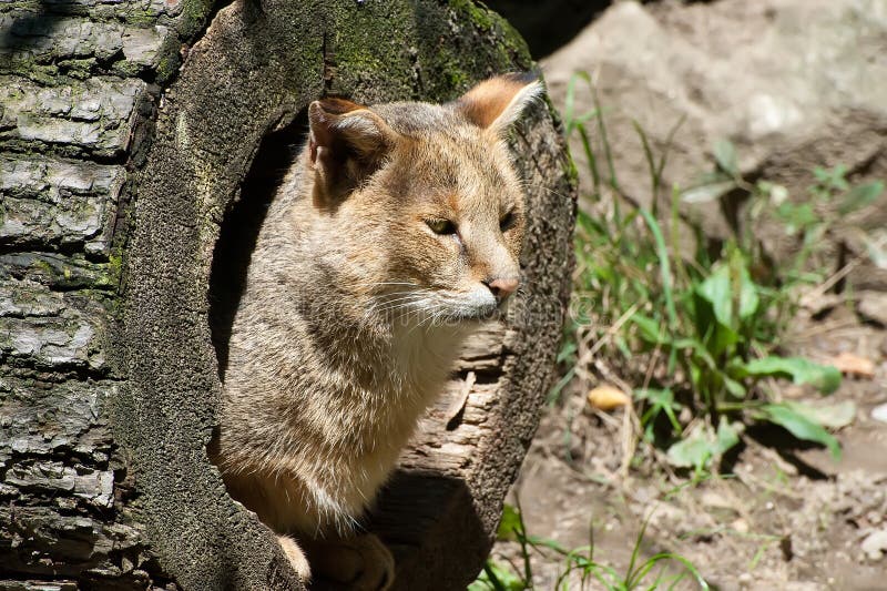 Chat de jungle image stock. Image du jungle, fourrure 20814877