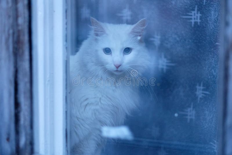 Chat de maison pelucheux blanc sur la fenêtre photo stock Chat de maison pelucheux blanc sur la fenêtre photo stock