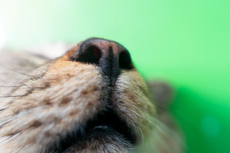 Chat de nez de plan rapproch? sur le fond vert Chat de Brown photos libres de droits Chat de nez de plan rapproch? sur le fond vert Chat de Brown photos libres de droits