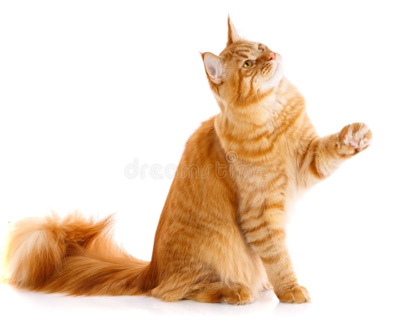 Chat de pur sang de Mainecoon sur un fond blanc photographie stock Chat de pur sang de Mainecoon sur un fond blanc photographie stock
