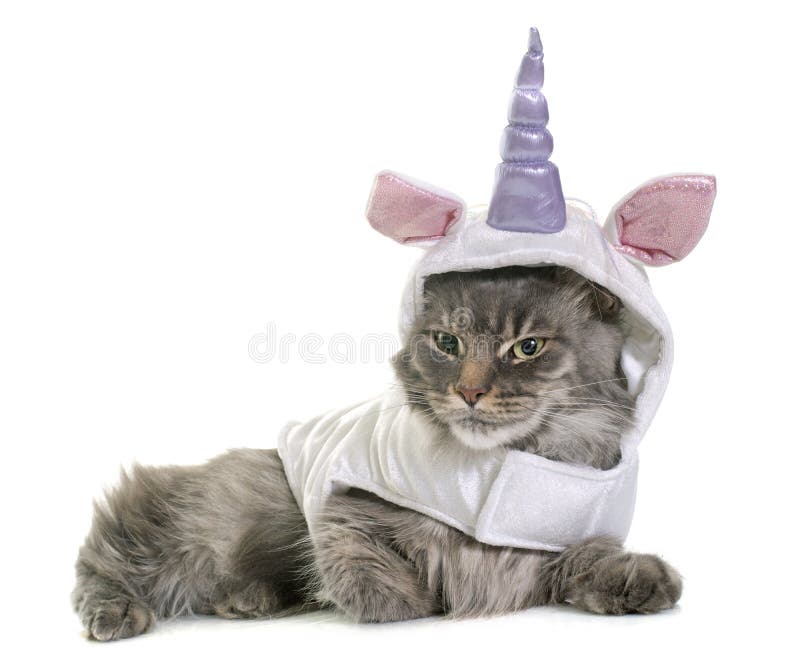 Chat De Ragondin Habille Du Maine Photo Stock Image Du Licorne Isolement