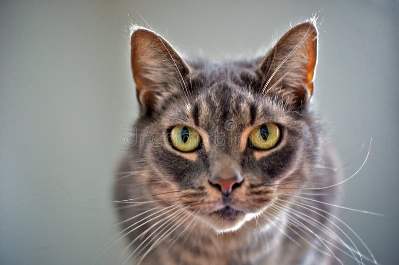 Chat de regard intense photo stock Chat de regard intense photo stock